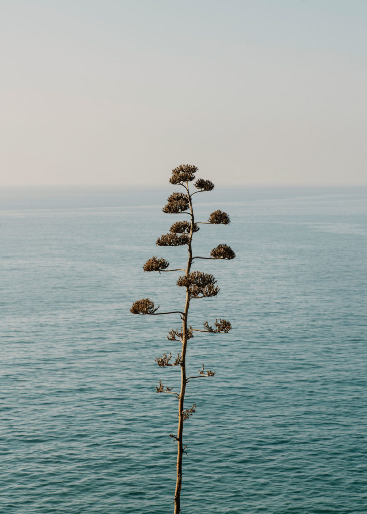 #mediterranean #spain #barcelona #mood #vegetal #plants #cactus