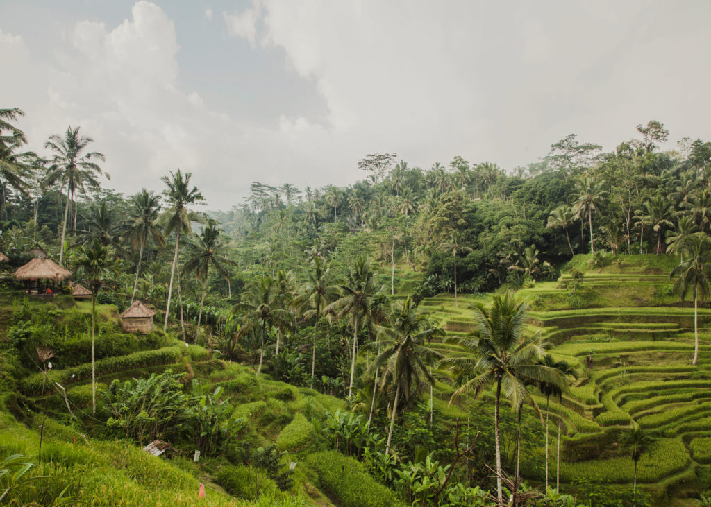 #indonesia #bali #rice #travel #ubud #landscapes #1415
