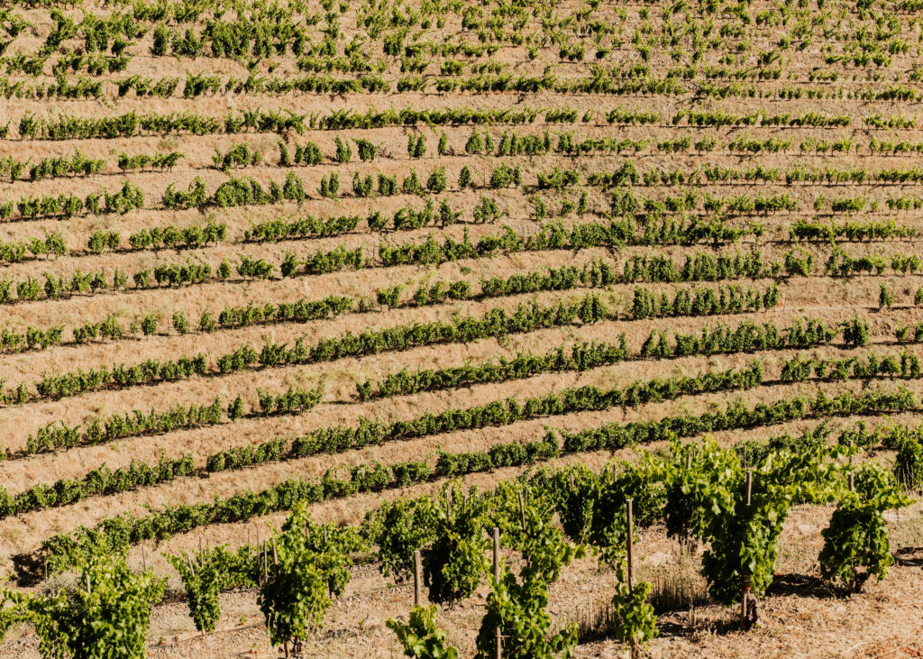 #masmartinet #wine #priorat #spain 