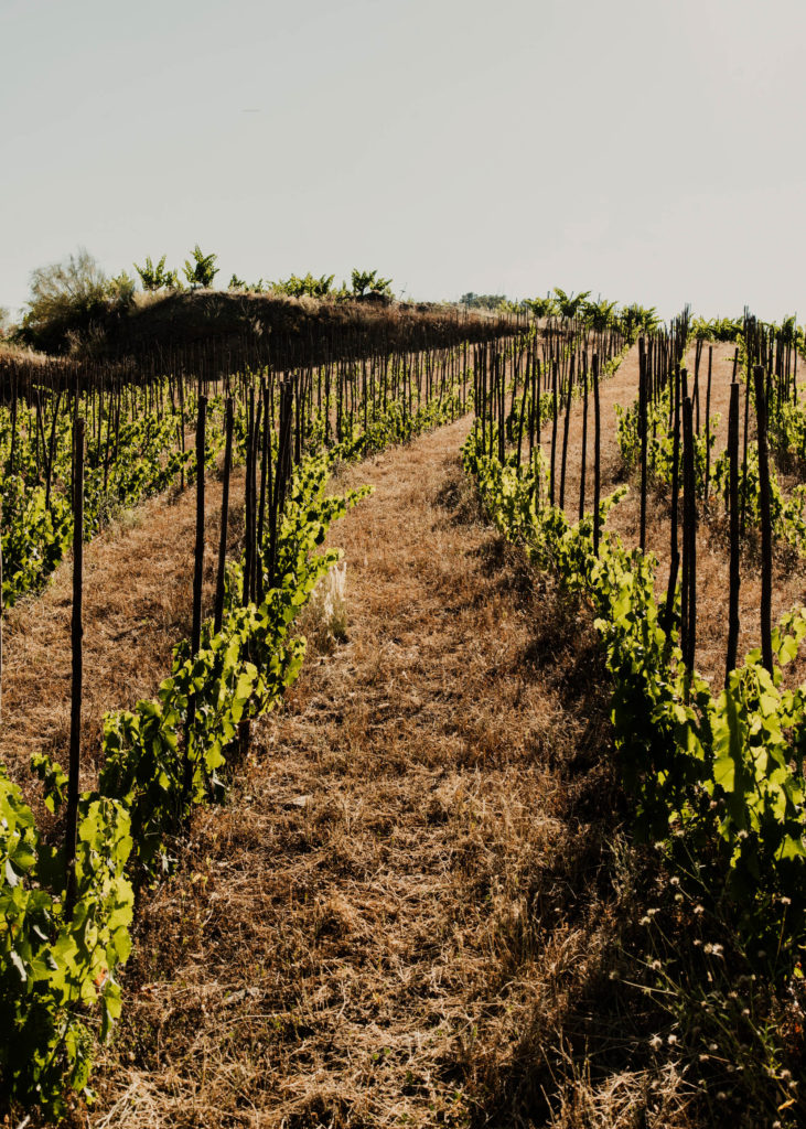 #masmartinet #wine #priorat #spain 