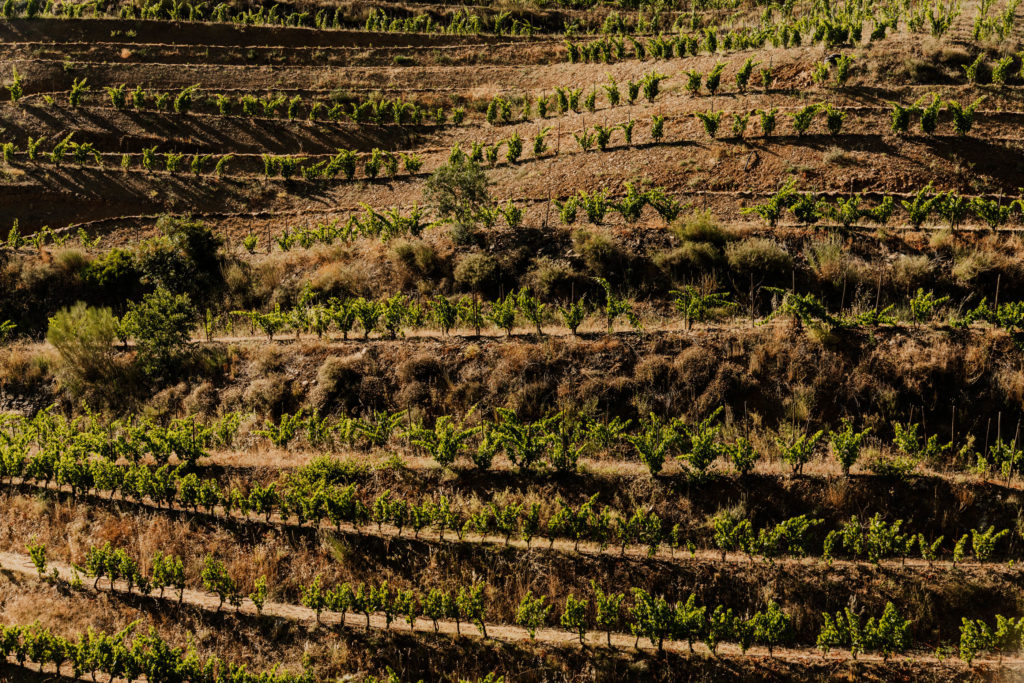 #masmartinet #wine #priorat #spain 