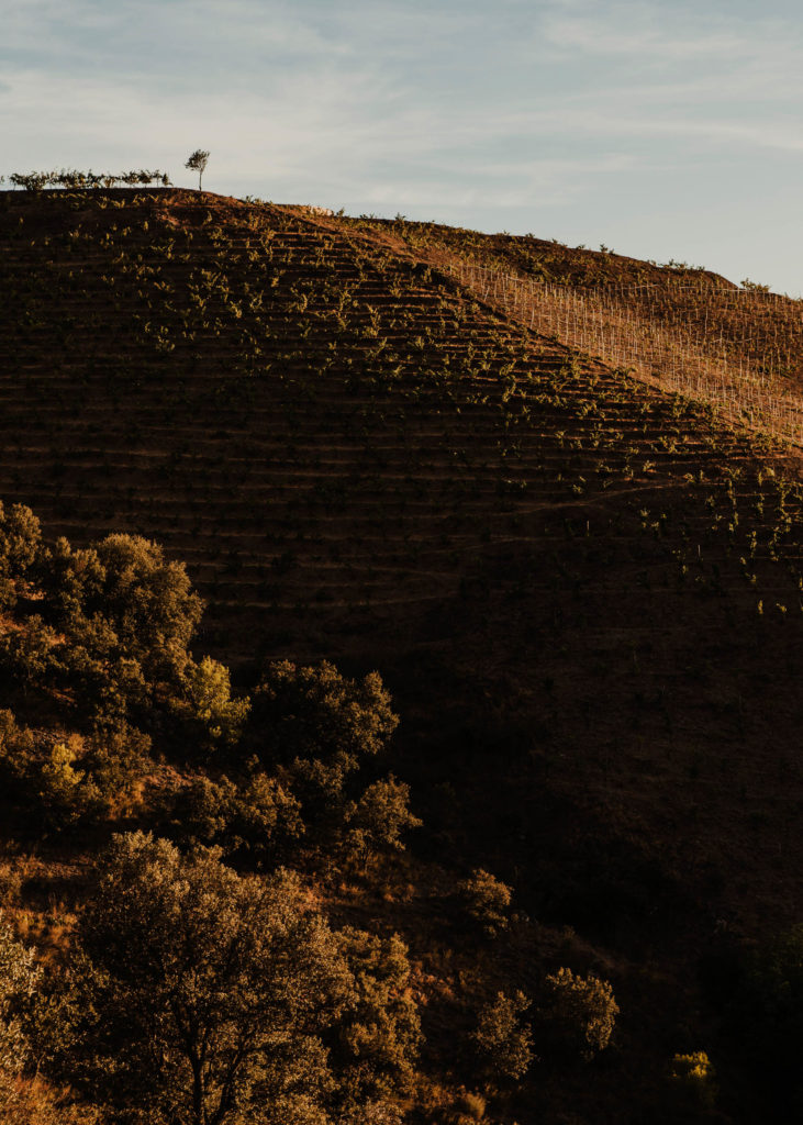 #masmartinet #wine #priorat #spain #landscapes