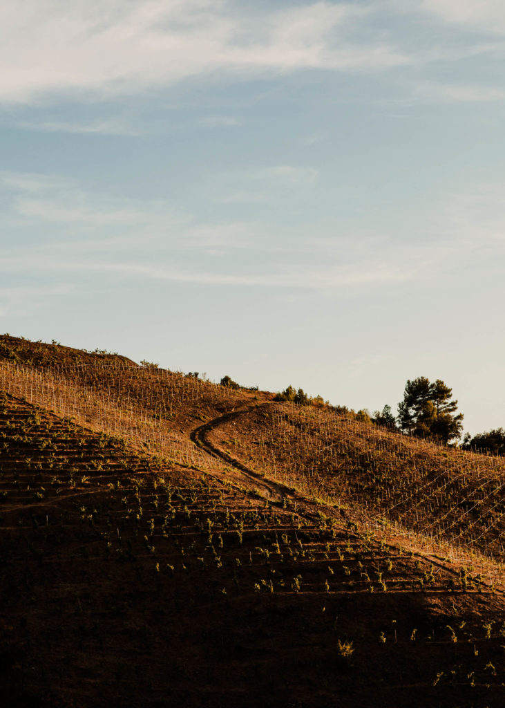 #masmartinet #wine #priorat #spain 