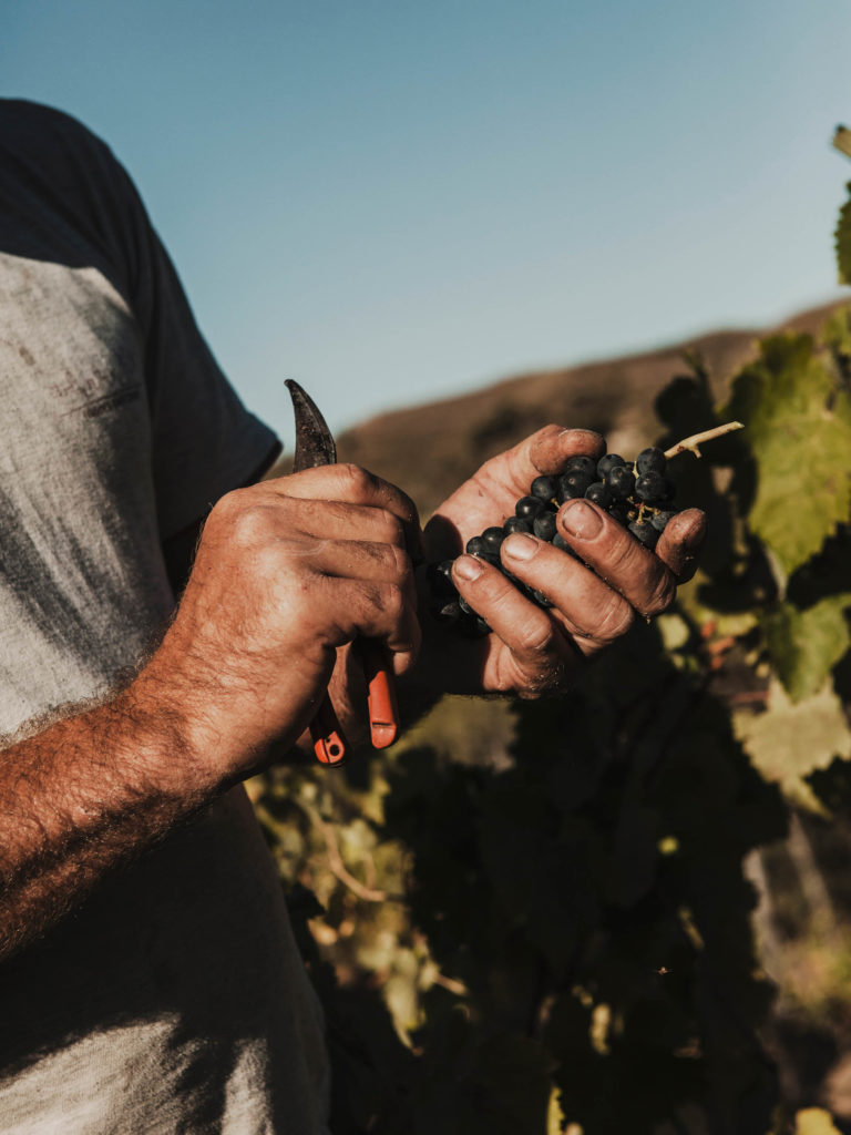 #masmartinet #wine #priorat #spain 