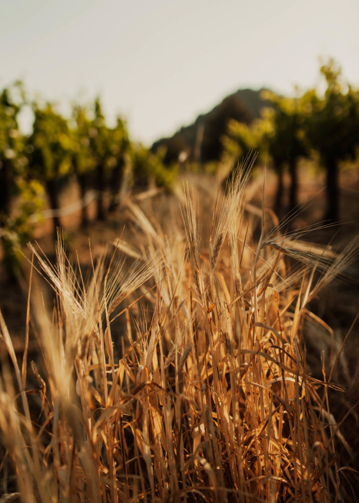 #masmartinet #wine #priorat #spain 