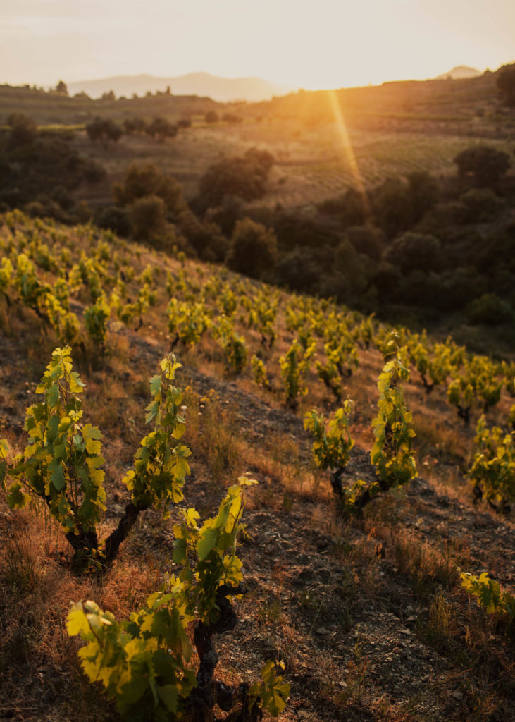 #masmartinet #wine #priorat #spain 