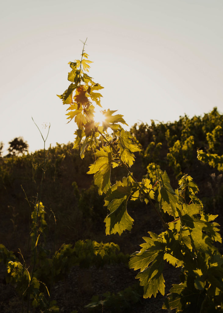 #masmartinet #wine #priorat #spain 