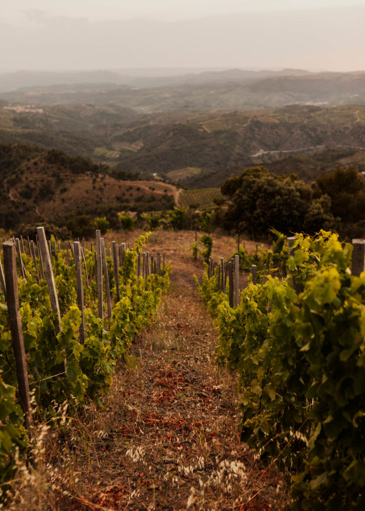 #masmartinet #wine #priorat #spain 