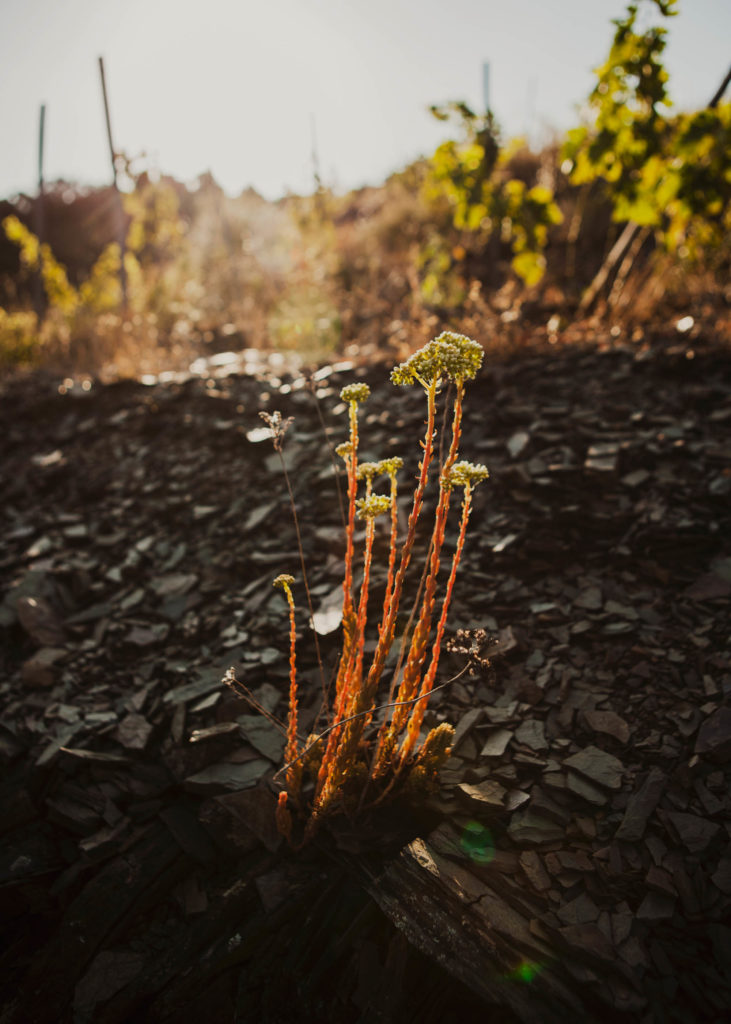 #masmartinet #wine #priorat #spain 