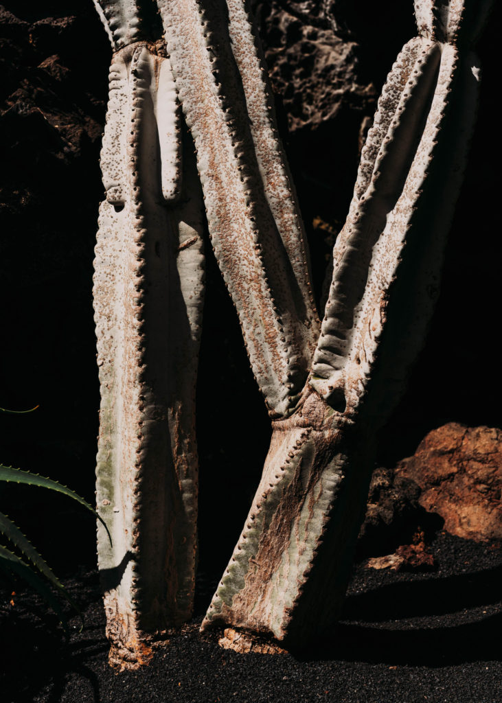 #1617 #lanzarote #cesarmanrique #vegetal #plants #cactus