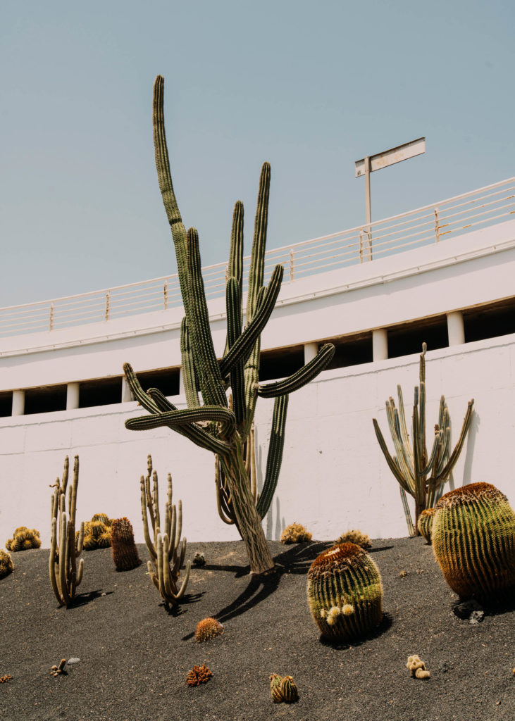 #1617 #lanzarote #cactus #vegetal #plants