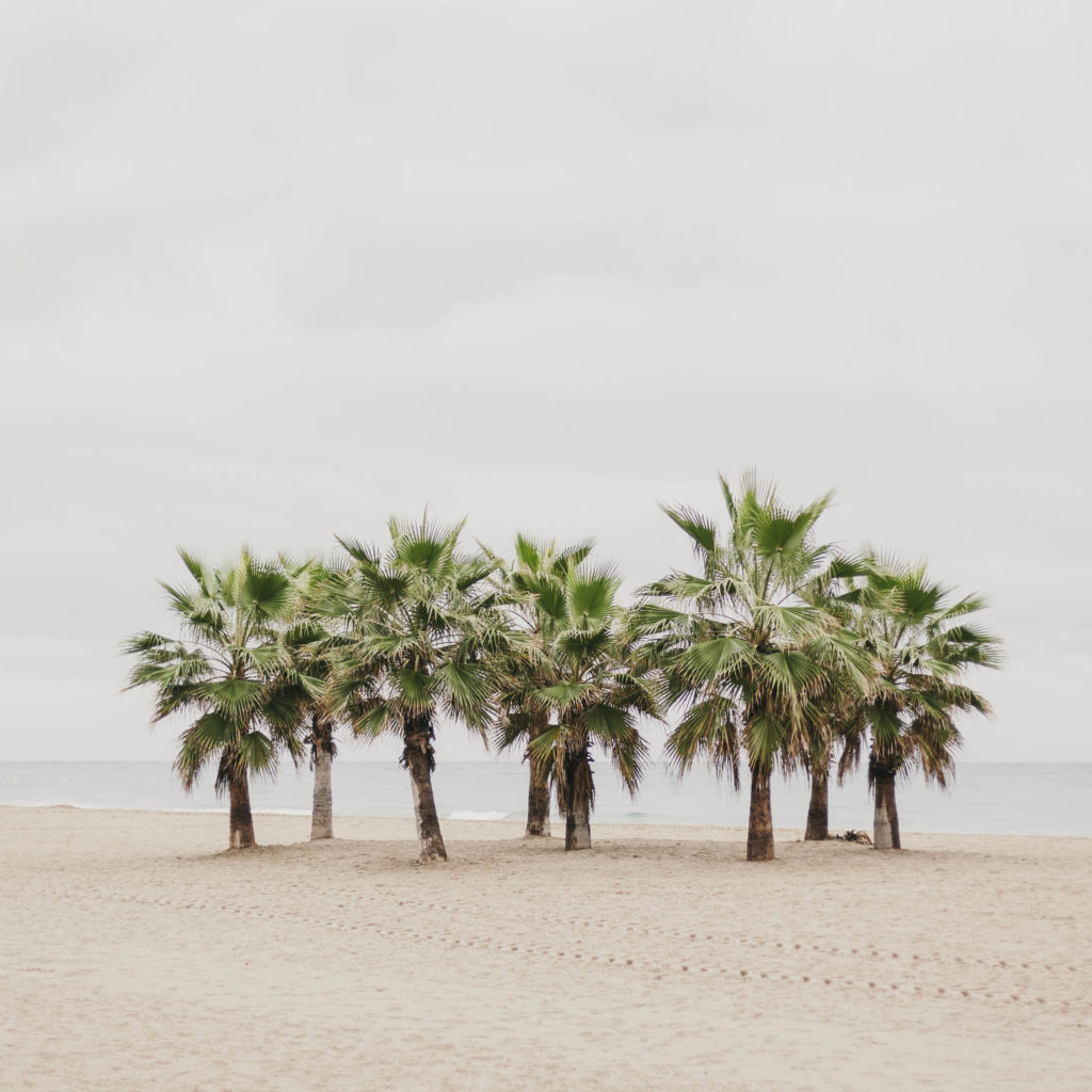 #projects #beach #costagris #tarragona #plants #vegetal