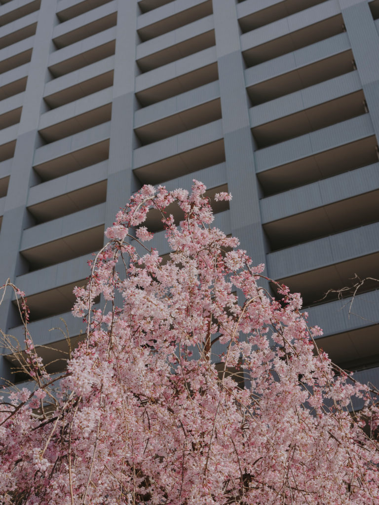 #japan #tokyo #personal #2018 #buildings #cherryblossom 