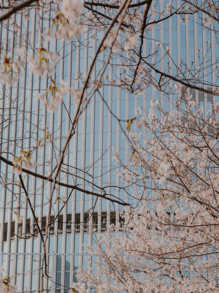#japan #tokyo #personal #2018 #buildings #skyscrapers #cherryblossom