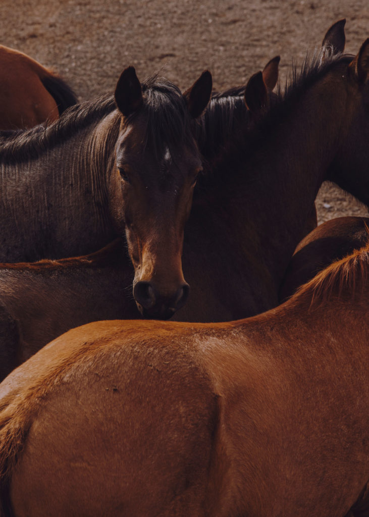 #mexico #patekphilipp #tequila #jalisco #editorial #charros #cowboys #horses #tequilacabeza