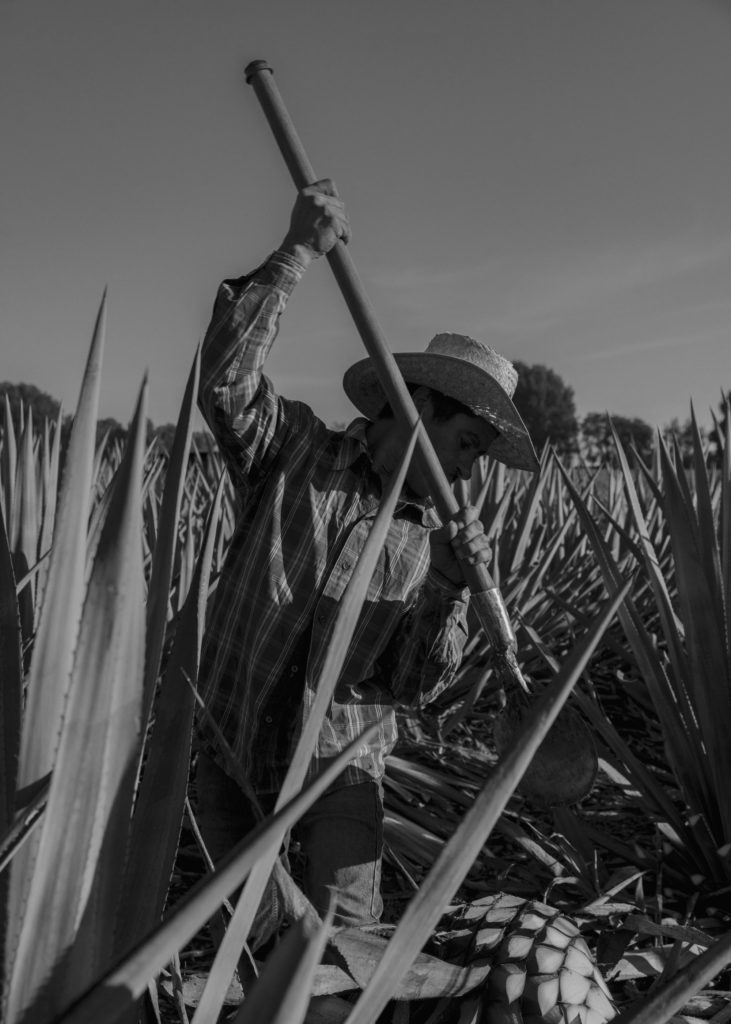 #mexico #patekphilipp #tequila #jalisco #editorial #agave #tequilacabeza