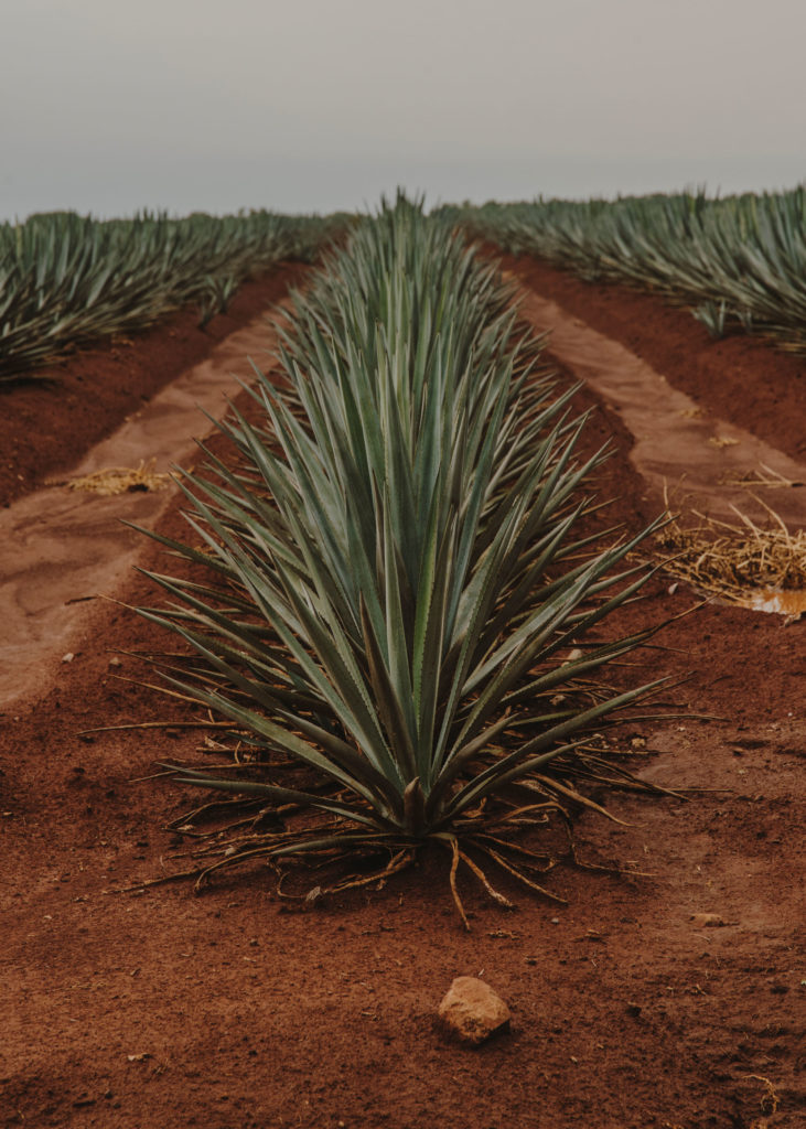 #mexico #patekphilipp #tequila #jalisco #editorial #agave #tequilacabeza