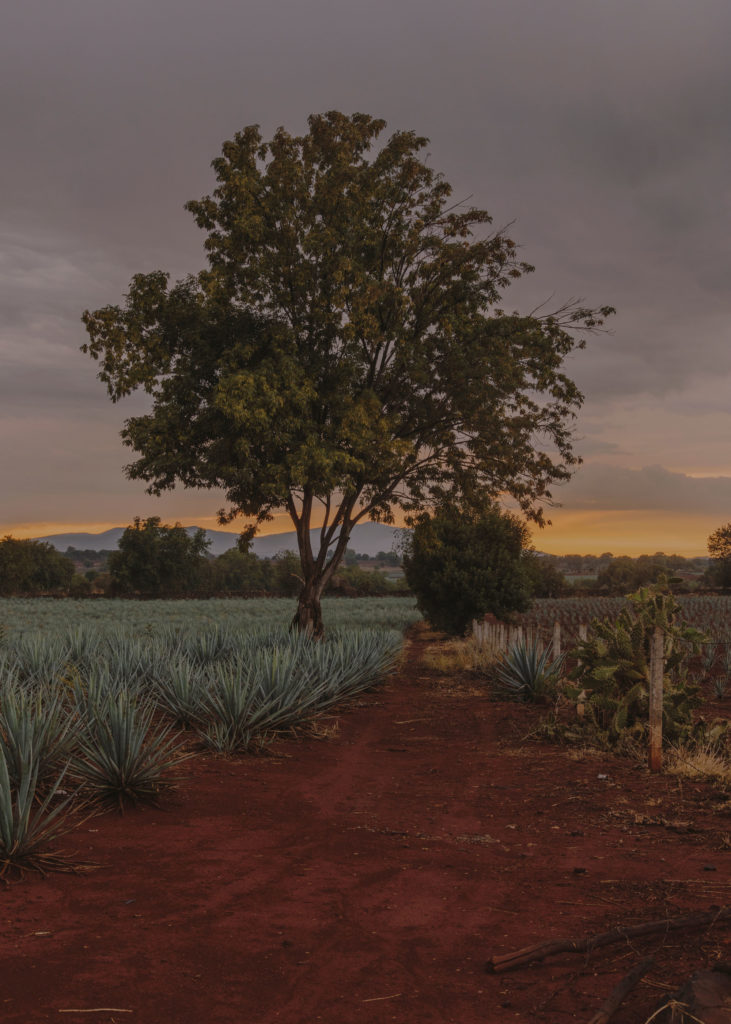 #mexico #patekphilipp #tequila #jalisco #editorial #agave #landscapes #tequilacabeza