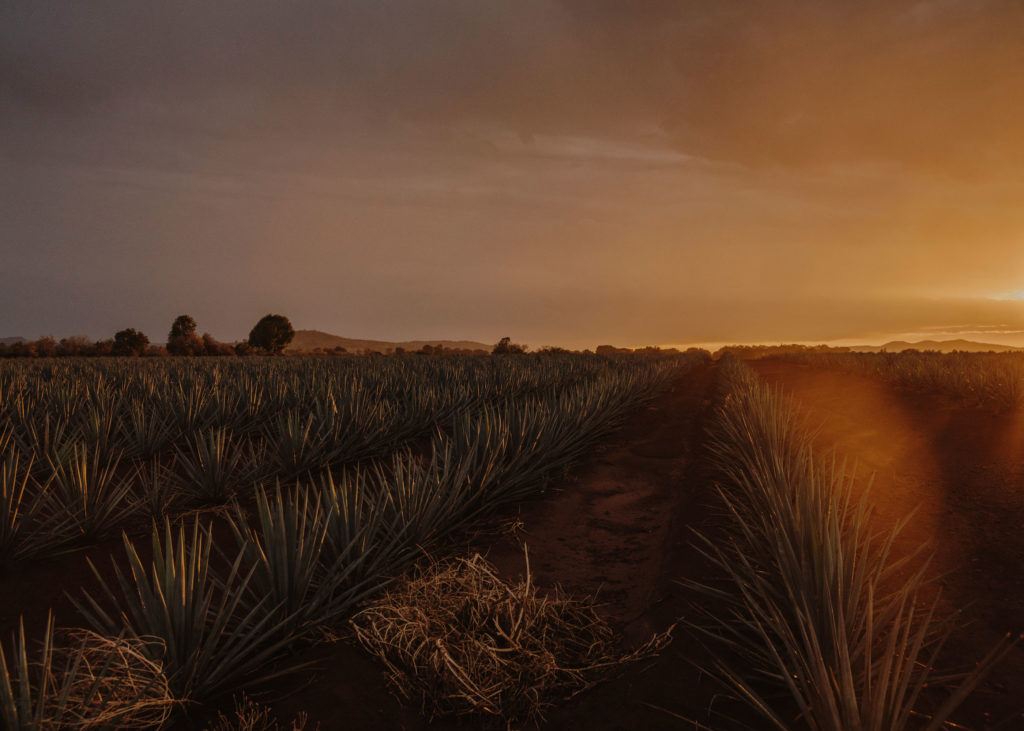 #mexico #patekphilipp #tequila #jalisco #editorial #agave #landscapes #tequilacabeza