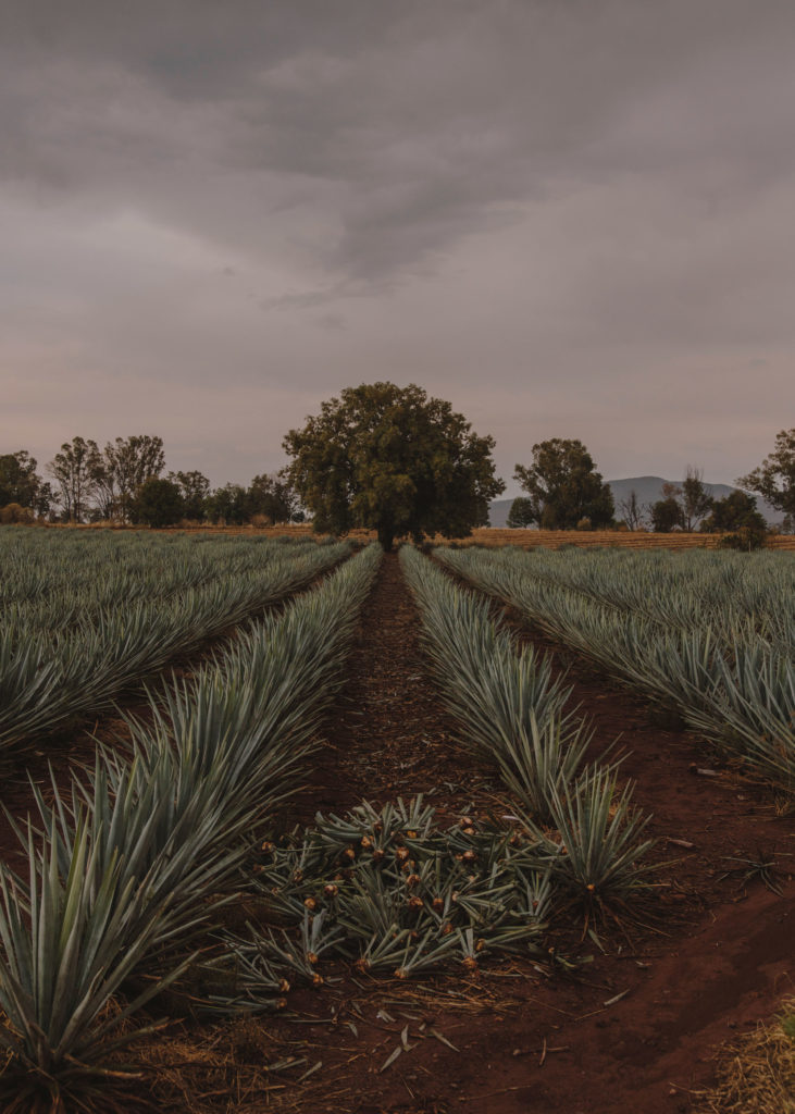 #mexico #patekphilipp #tequila #jalisco #editorial #landscapes #tequilacabeza