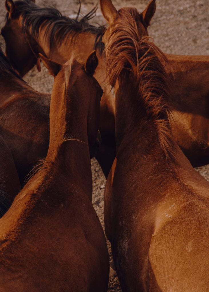 #mexico #patekphilipp #tequila #jalisco #editorial #agave #charros #cowboys #horses #tequilacabeza