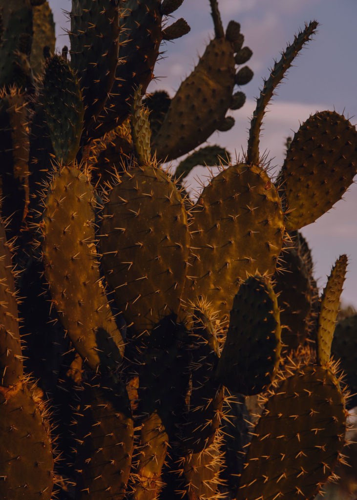 #mexico #patekphilipp #tequila #jalisco #editorial #cactus #plants #tequilacabeza