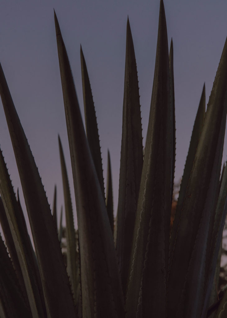 #mexico #patekphilipp #tequila #jalisco #editorial #agave #cactus #plants #tequilacabeza