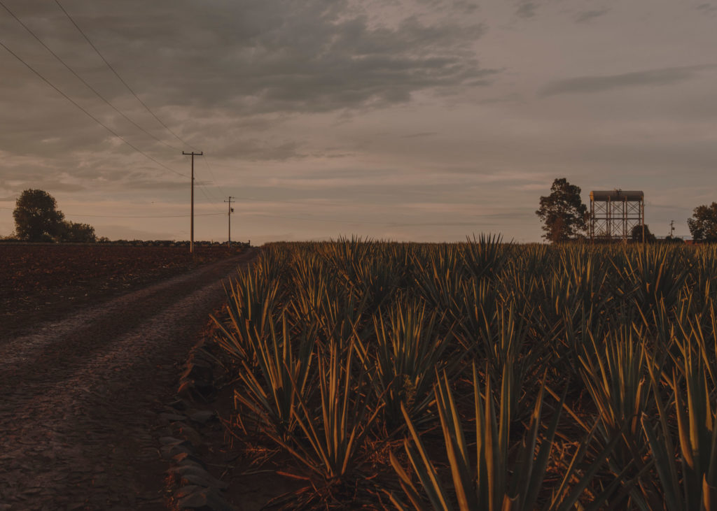 #mexico #patekphilipp #tequila #jalisco #editorial #landscapes #tequilacabeza