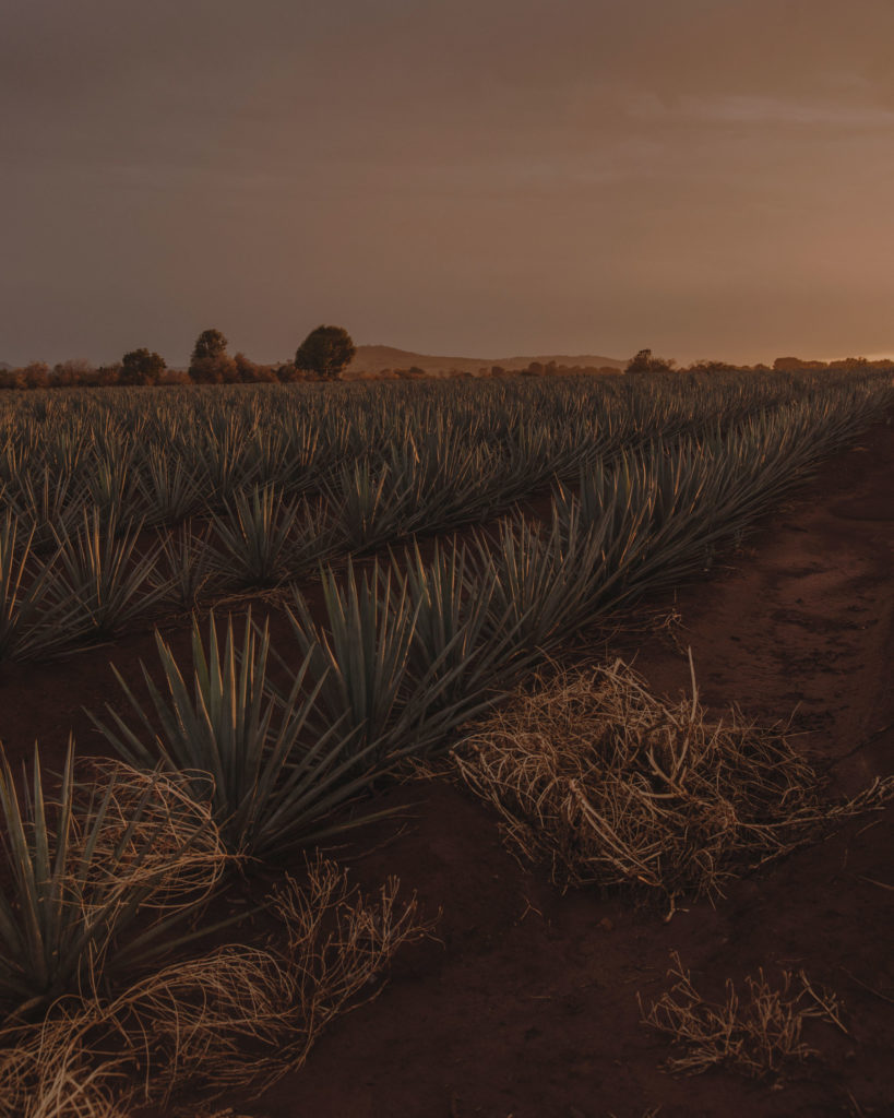 #mexico #patekphilipp #tequila #jalisco #editorial #landscapes #tequilacabeza