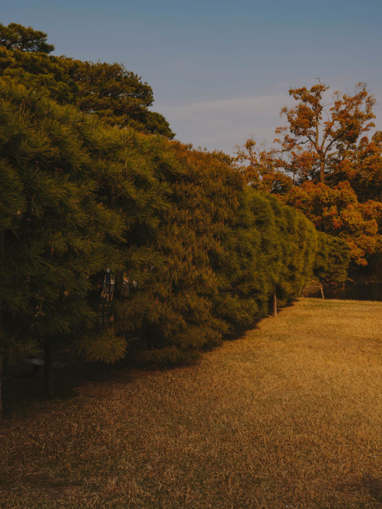 #japan #takamatsu #ritsurin #park #vegetation #plants