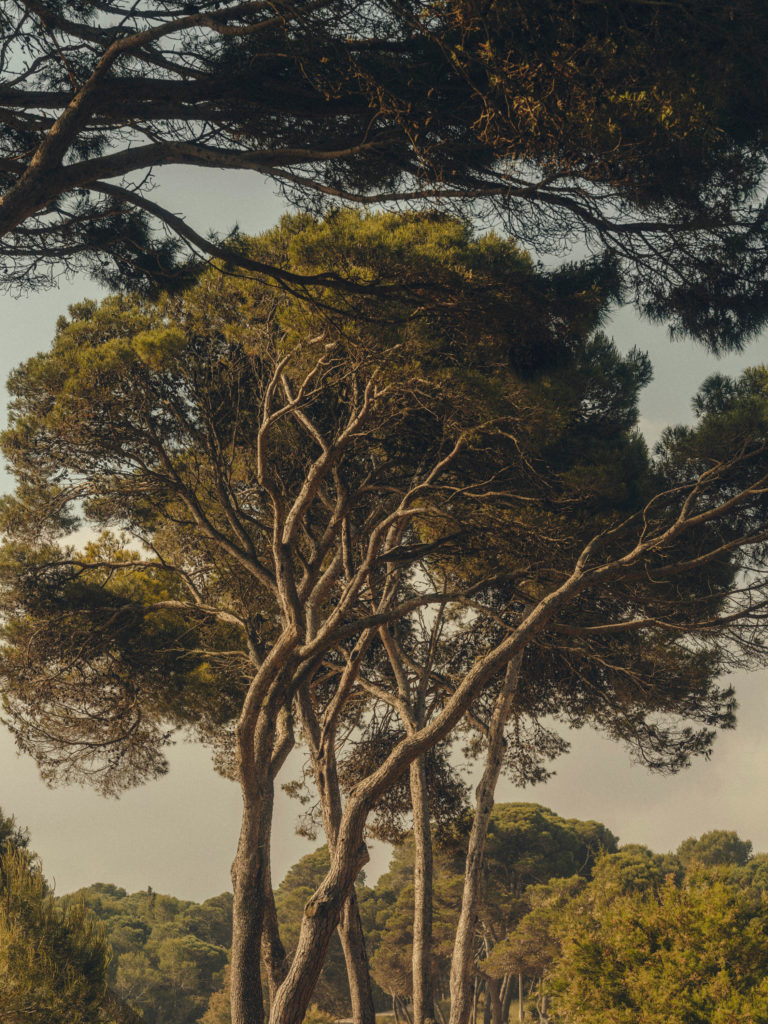 #kinfolk #summer #editorial #mediterranean #costabrava #pinetree