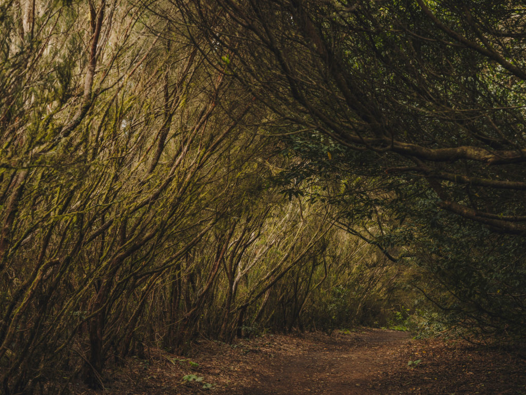 #tenerife #travel+leisure #canaryislands #spain #anaga #vegetal #path