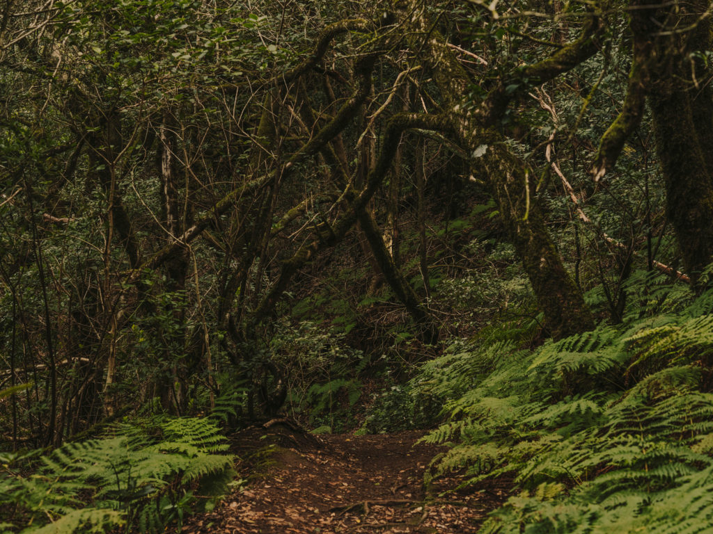 #tenerife #travel+leisure #canaryislands #spain #anaga #vegetal #path