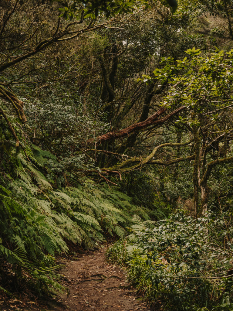 #tenerife #travel+leisure #canaryislands #spain #anaga #vegetal #path