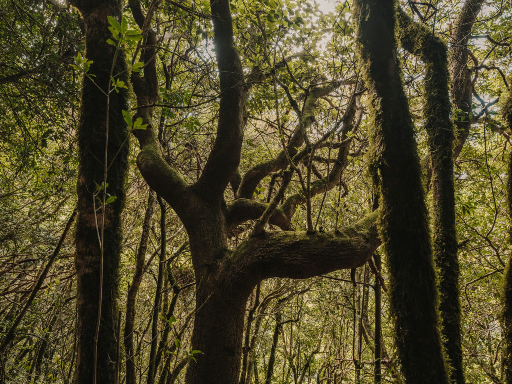 #tenerife #travel+leisure #canaryislands #spain #anaga #vegetal