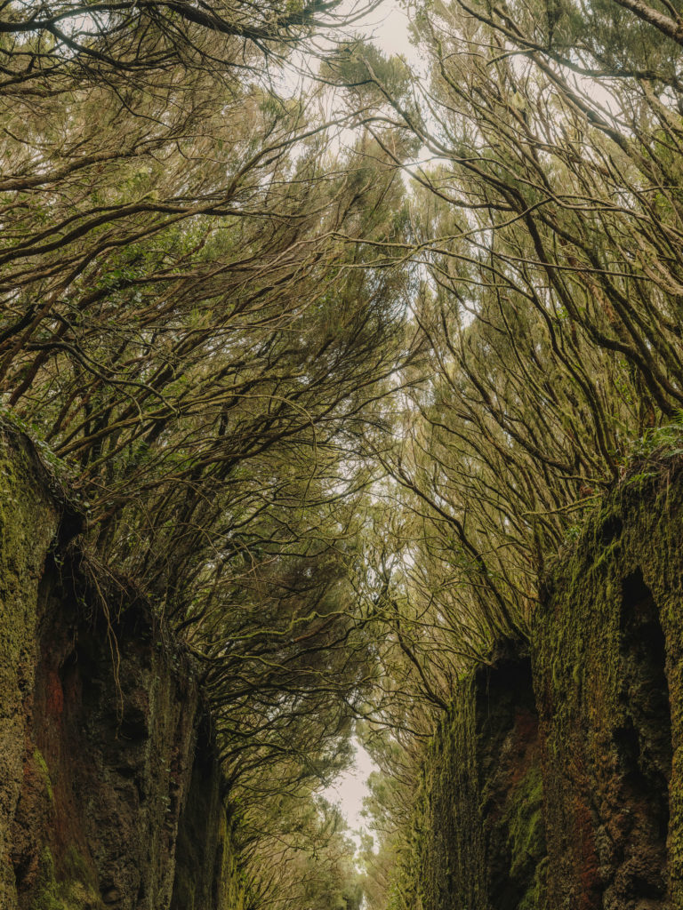 #tenerife #travel+leisure #canaryislands #spain #anaga #road #volcanic