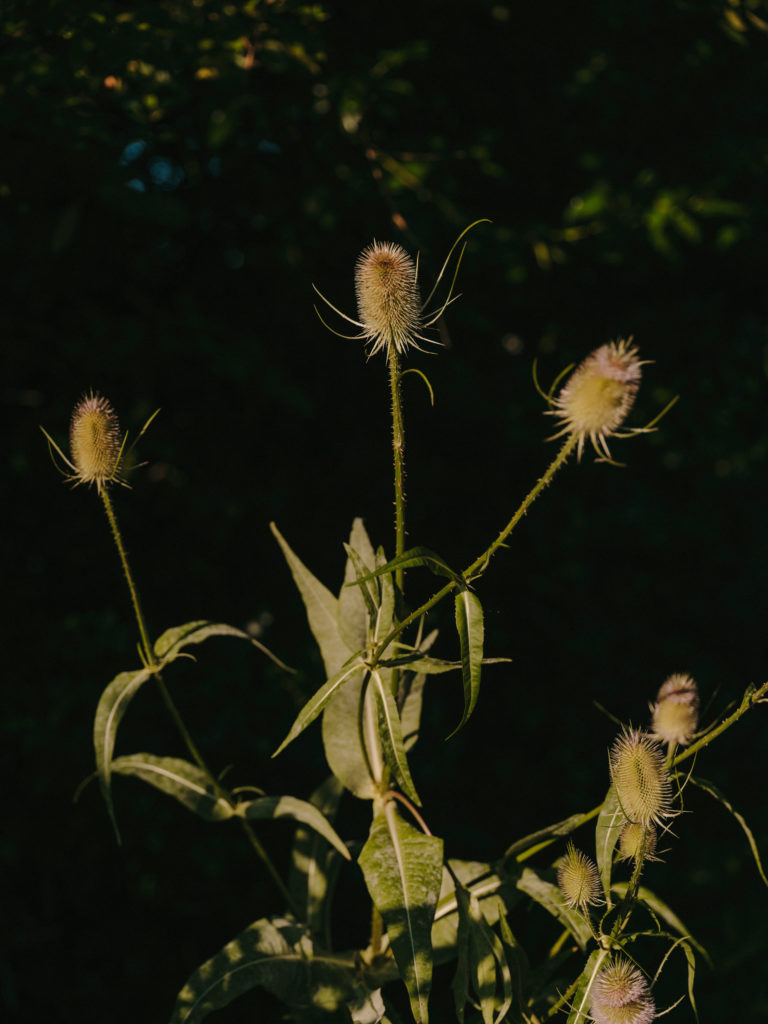 #arboretum #belgium #antwerp #gardens #plants #kettal 