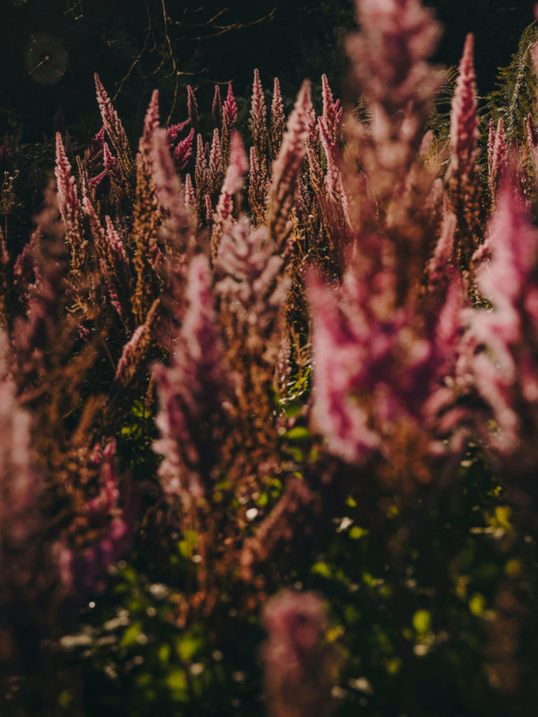 #arboretum #belgium #antwerp #gardens #plants #kettal 