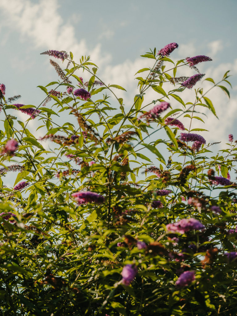 #arboretum #belgium #antwerp #gardens #plants #kettal 