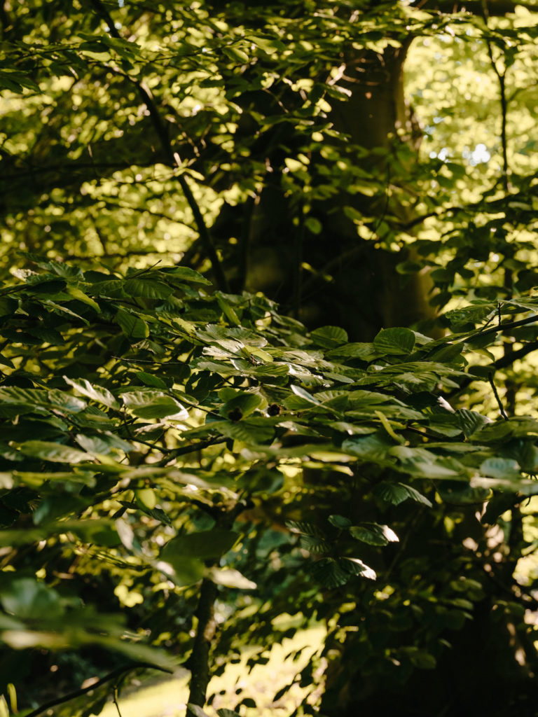 #arboretum #belgium #antwerp #gardens #plants #kettal 