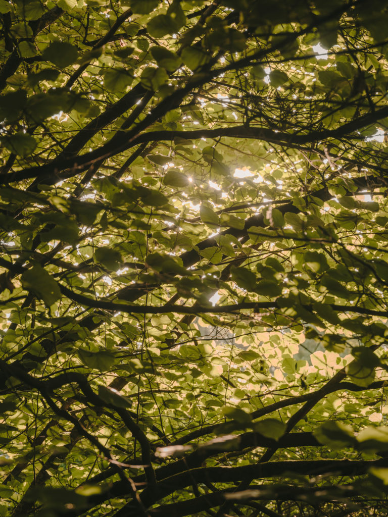 #arboretum #belgium #antwerp #gardens #plants #kettal 