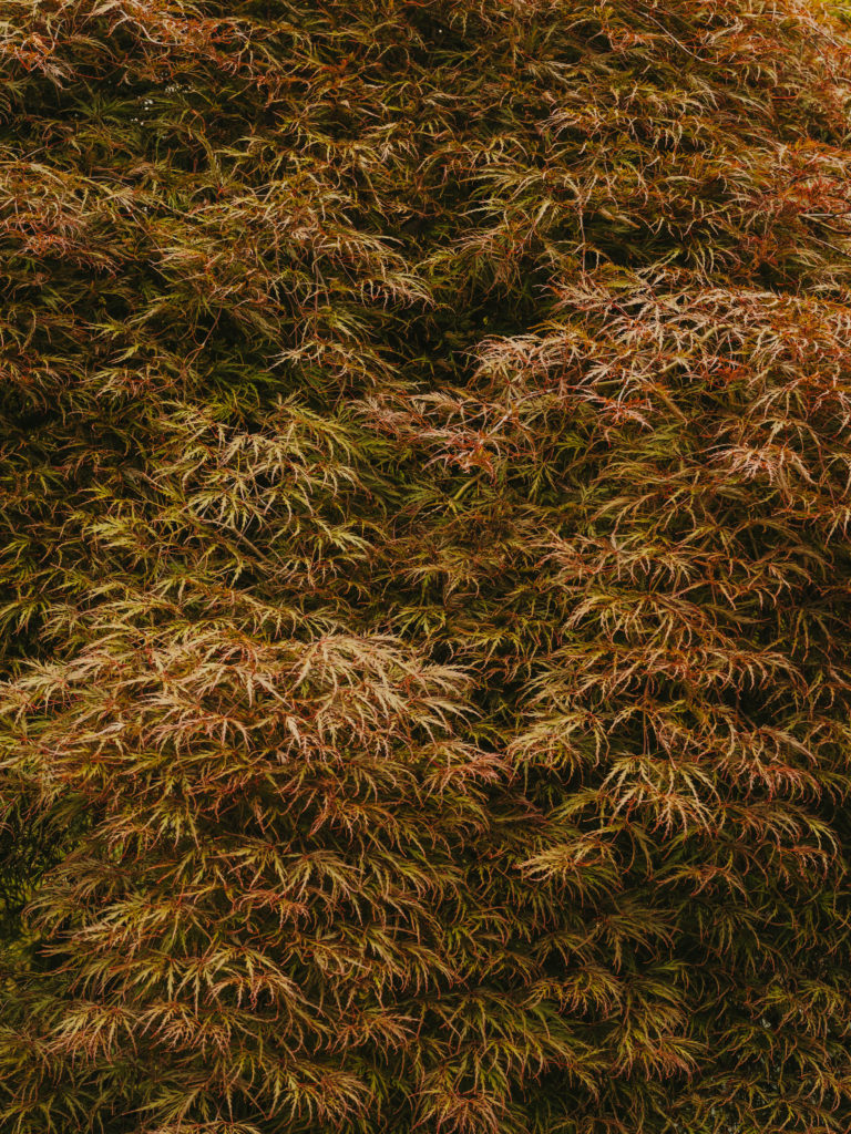 #arboretum #belgium #antwerp #gardens #plants #kettal 
