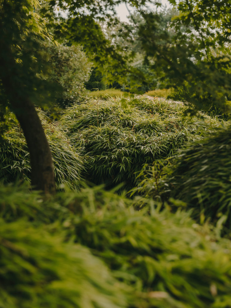 #arboretum #belgium #antwerp #gardens #plants #kettal 