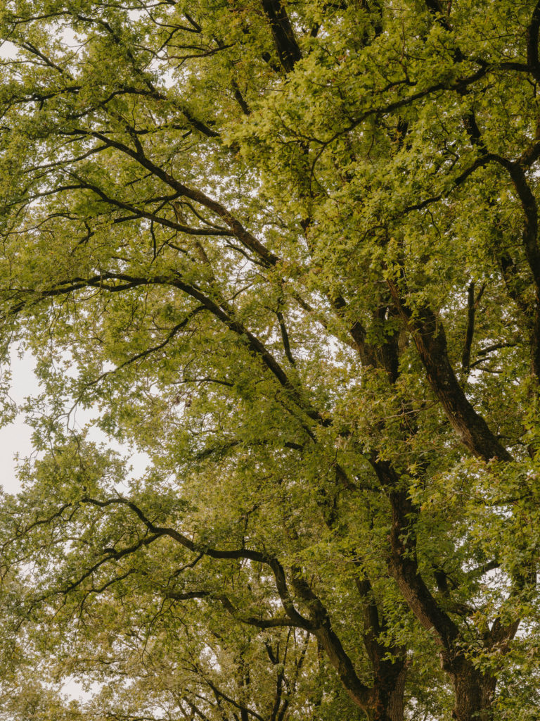 #arboretum #belgium #antwerp #gardens #plants #kettal 
