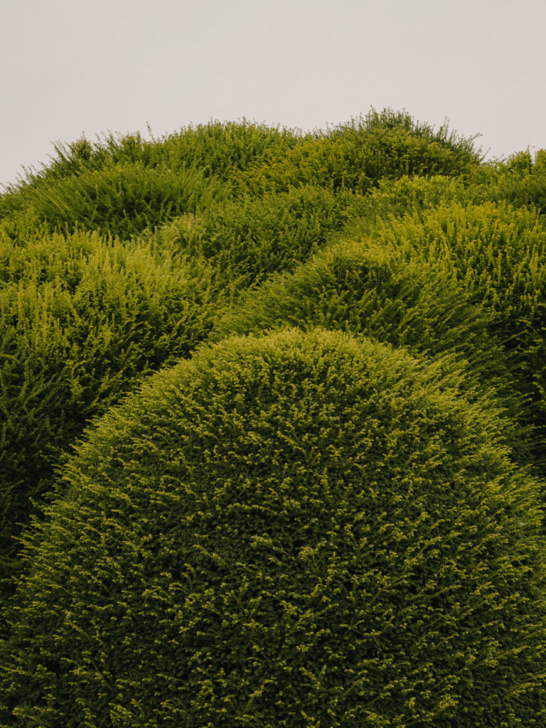 #arboretum #belgium #antwerp #gardens #plants #kettal 