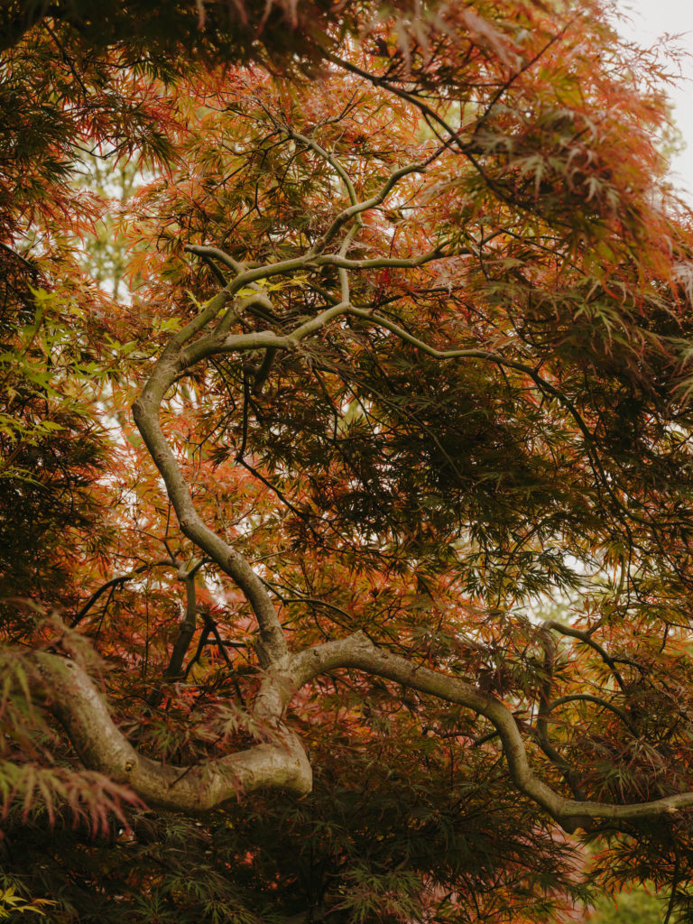 #arboretum #belgium #antwerp #gardens #plants #kettal 